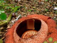 Rafflesia Flower Forest Escape