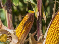 Corn Land Twins Escape