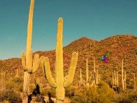 Cactus Desert Camel Rescue Escape